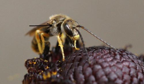 Seladonia tumulorum